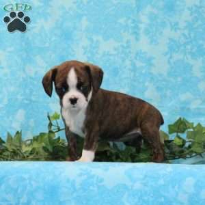Kisses, Boston Terrier Mix Puppy